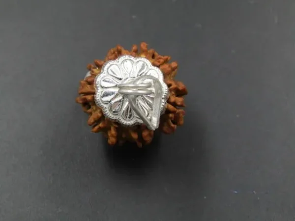 9 Mukhi Rudraksha