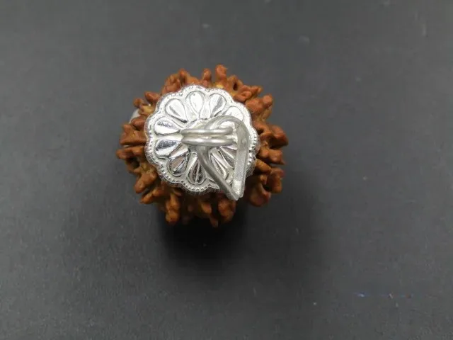 9 Mukhi Rudraksha