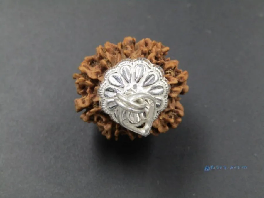 9 Mukhi Rudraksha