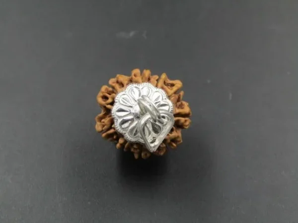 9 Mukhi Rudraksha