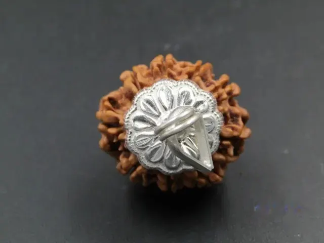 9 Mukhi Rudraksha
