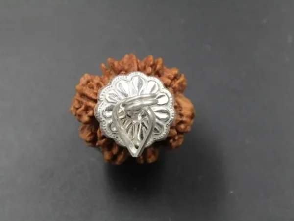 9 Mukhi Rudraksha