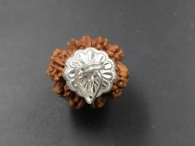 9 Mukhi Rudraksha