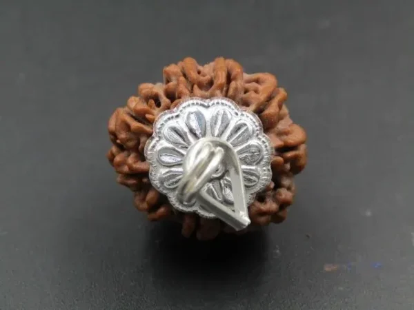 9 Mukhi Rudraksha