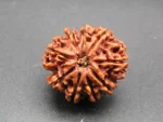 9 Mukhi Rudraksha
