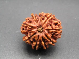 9 Mukhi Rudraksha