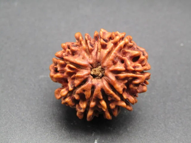9 Mukhi Rudraksha