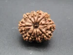 9 Mukhi Rudraksha