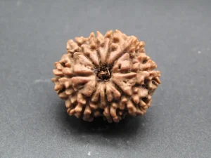 9 Mukhi Rudraksha