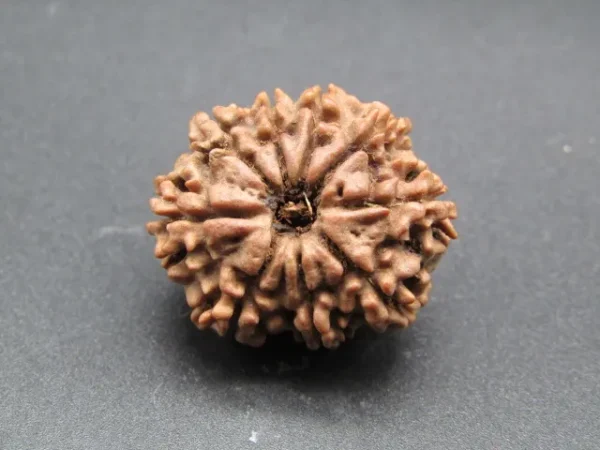 9 Mukhi Rudraksha