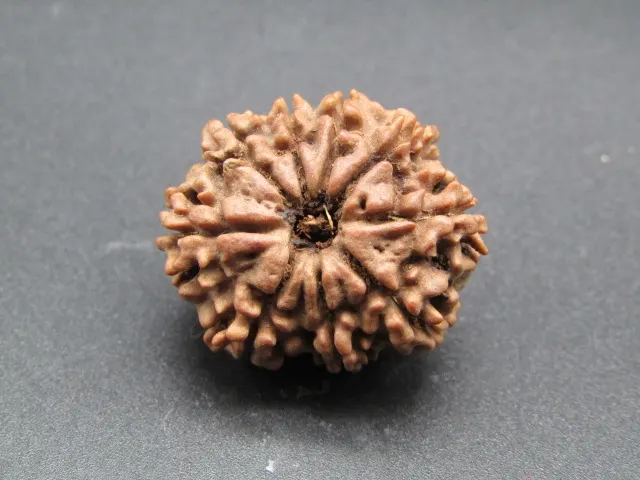 9 Mukhi Rudraksha