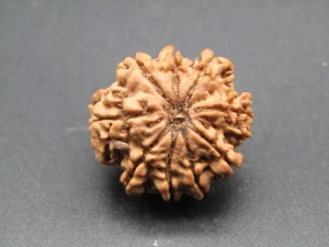 9 Mukhi Rudraksha