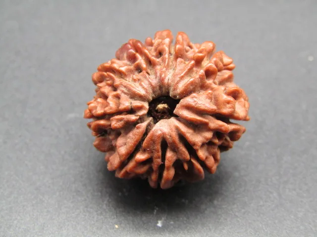 9 Mukhi lab Rudraksha