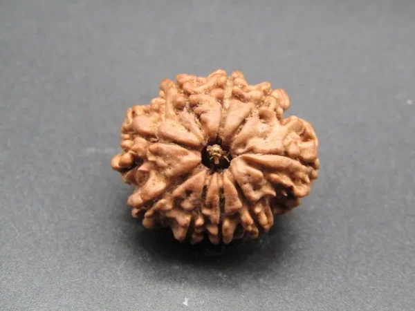 9 Mukhi Rudraksha