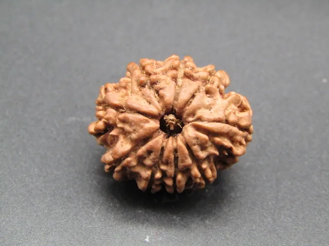 9 Mukhi Rudraksha