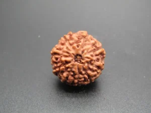 9 Mukhi Rudraksha