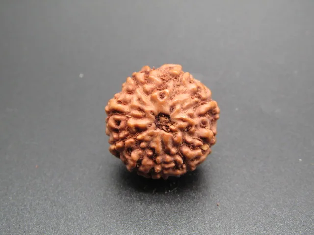 9 Mukhi Rudraksha
