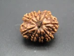 9 Mukhi Rudraksha