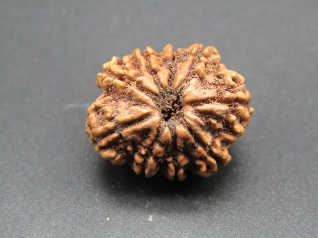 9 Mukhi Rudraksha