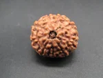 9 Mukhi Rudraksha