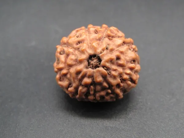 9 Mukhi Rudraksha