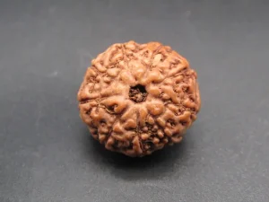 9 Mukhi Rudraksha