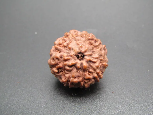 9 Mukhi Rudraksha