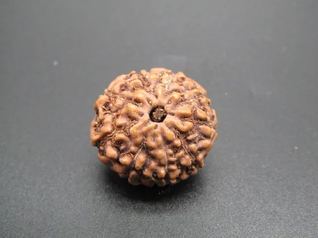 9 Mukhi Rudraksha