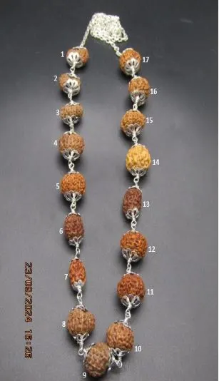 Aishwarya Sarva Siddha Rudraksha Mala