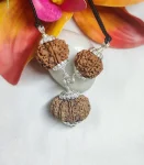 Kalsarpa Rudraksha
