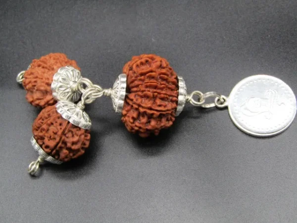 Kalsarpa Rudraksha