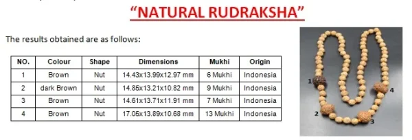 Prem Rudraksha Mala Certificate